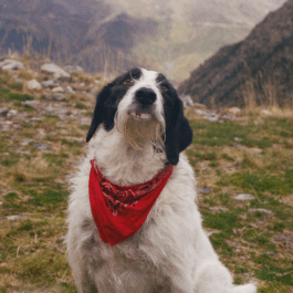  Parapente-Music Label-Musique Nantes France